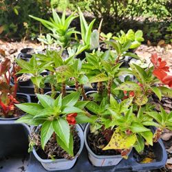 $10 Come Pick 4 Baby Plant Succulents Annual Tropical Plant Aloe Jade Plant