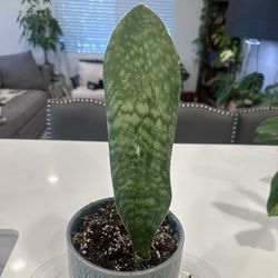 whale fin sansevieria plant