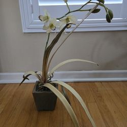 Fake Orchid Plant