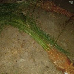 Ten Foot Palm Trees. Healthy Guarantee Growth 