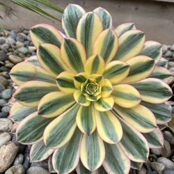 Aeonium Sunburst