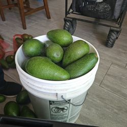 Fuerte Avocados 🥑 
