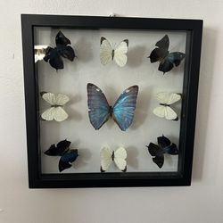 Butterfly Frame Earthbound 