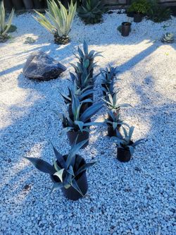 Blue Agave Plants