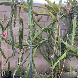 Dragon Fruit