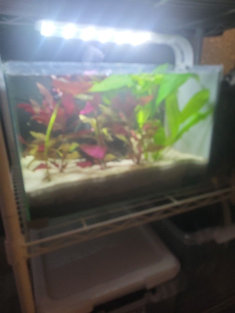 5g Fish Tank Aquarium 