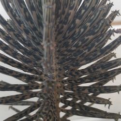 Mother Of Millions Succulent Plant