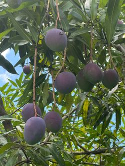 Fresh Mangoes 🥭