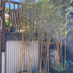  Golden Crookstem Bamboo In #25 Pots