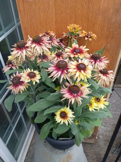Rudbeckia  Hirta Flowers