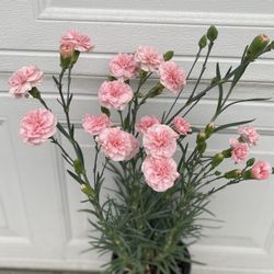 Carnation Blooming Plant, In 1 Gallón Pot Pick Up Only