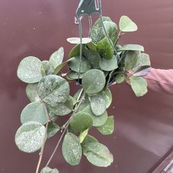 6” Big Hoya Obovata Splash