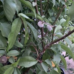 Plants N Peaches 🍑 Different Prices