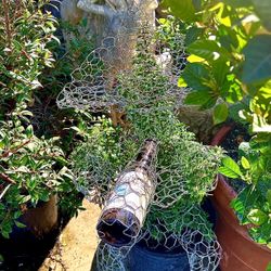 Great Gifts! 🎁 BORRACHA Topiary (Real Plant) - ANY Shape Available Again ! 