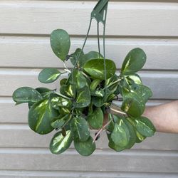 6” variegated hoya obovata 
