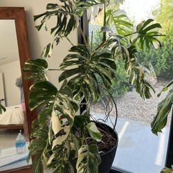 Potted Variegated Monstera Albo