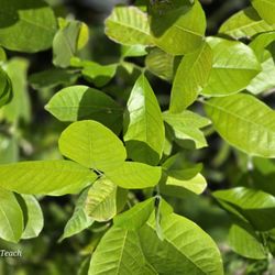 Jamaican Ackee Blighia Sapida Live Tropical Fruit Plant 8-12 Inch
