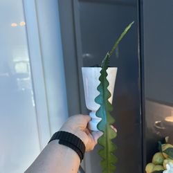 Houseplant Fishbone Cactus In Marble Planter