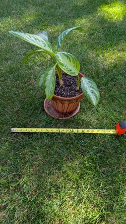 Bunch of plants for sale - Variegated pothos, Chinese evergreen, silver pothos, arrowheads, monstera