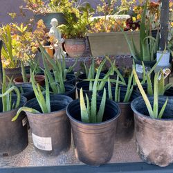 Aloe Vera Plants