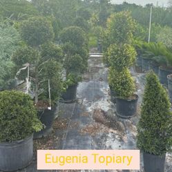 Eugenia Topiary $55