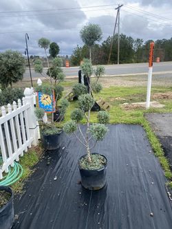 Árboles De Venta