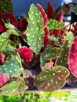 Plants (4”pot🌿Begonia Maculata “Angelwing” $12 each)