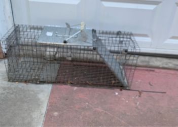 Animal trap