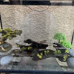 40 Gallon Fish Tank