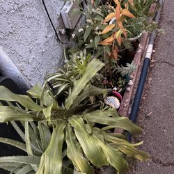 Plants for sale