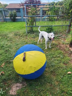 Giant herding ball