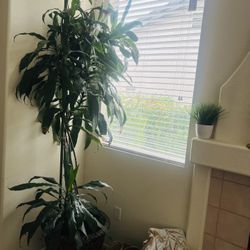 Beautiful Real Plant 