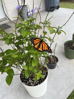 Blue Porterweed (Stachytarpheta Jamaicensis) Attracts Butterflies And Hummingbirds 