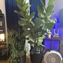 Plant Lover’s  Dream