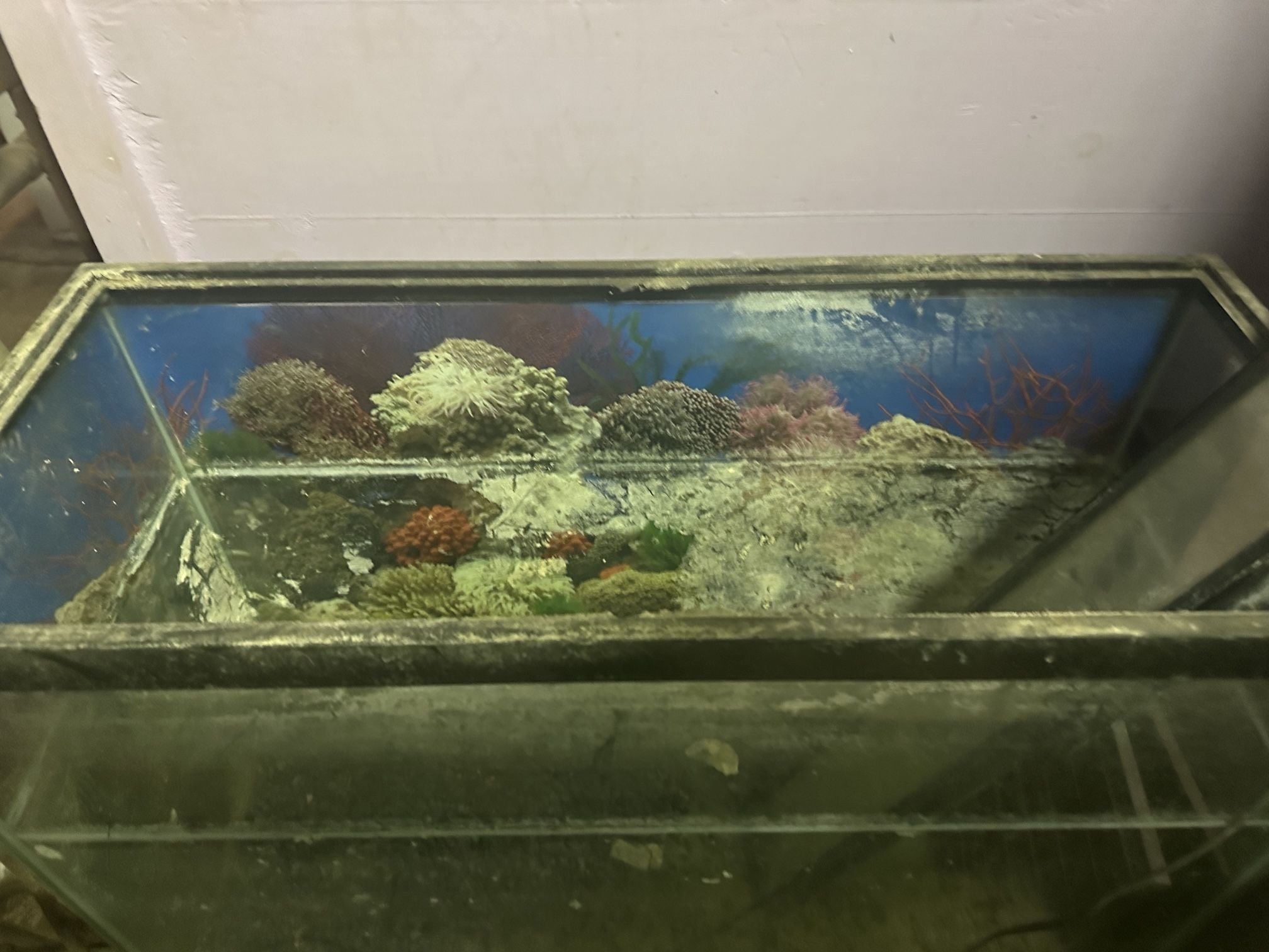FISH TANK