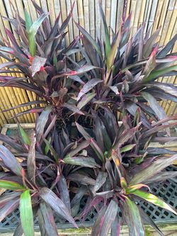 Cordyline Purple Live Plant