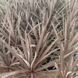 Red Cordyline 