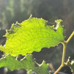 LIVE Acacia denticulosa ‘Sandpaper Wattle’ 1 Gallon Potted Plant