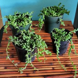 Succulent String Of Tear Drops Plant