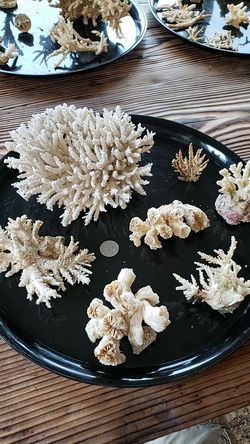 Coral