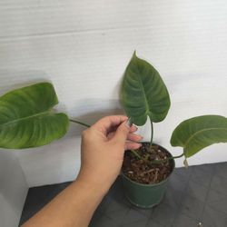 Anthurium King Vetchii Rare Plant