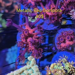 Decor Frag 4 Reef Tank