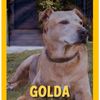 Golda’s House Animal Rescue