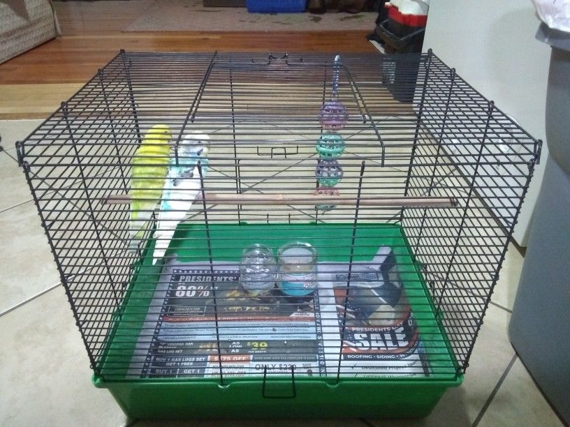 Parakeets And Cage