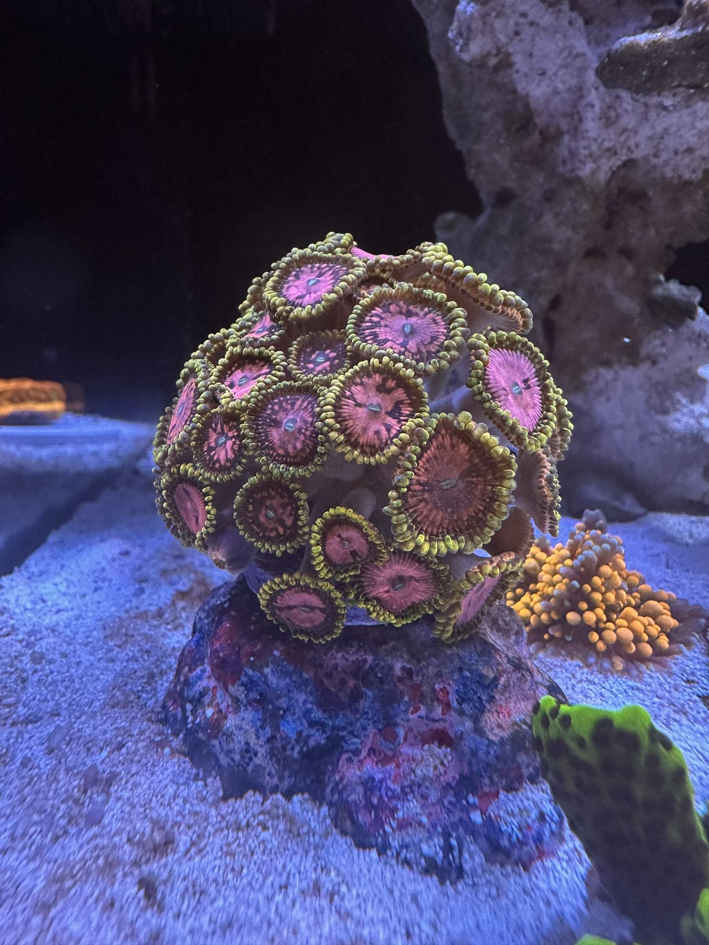 Fake Pink Diamond Zoa Coral