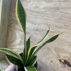 Snake Plant. 