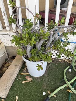 Jade plant