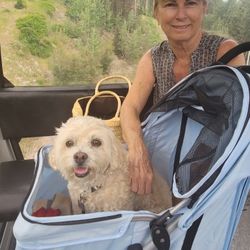 Dog Stroller