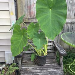 4 Elephant Ears 