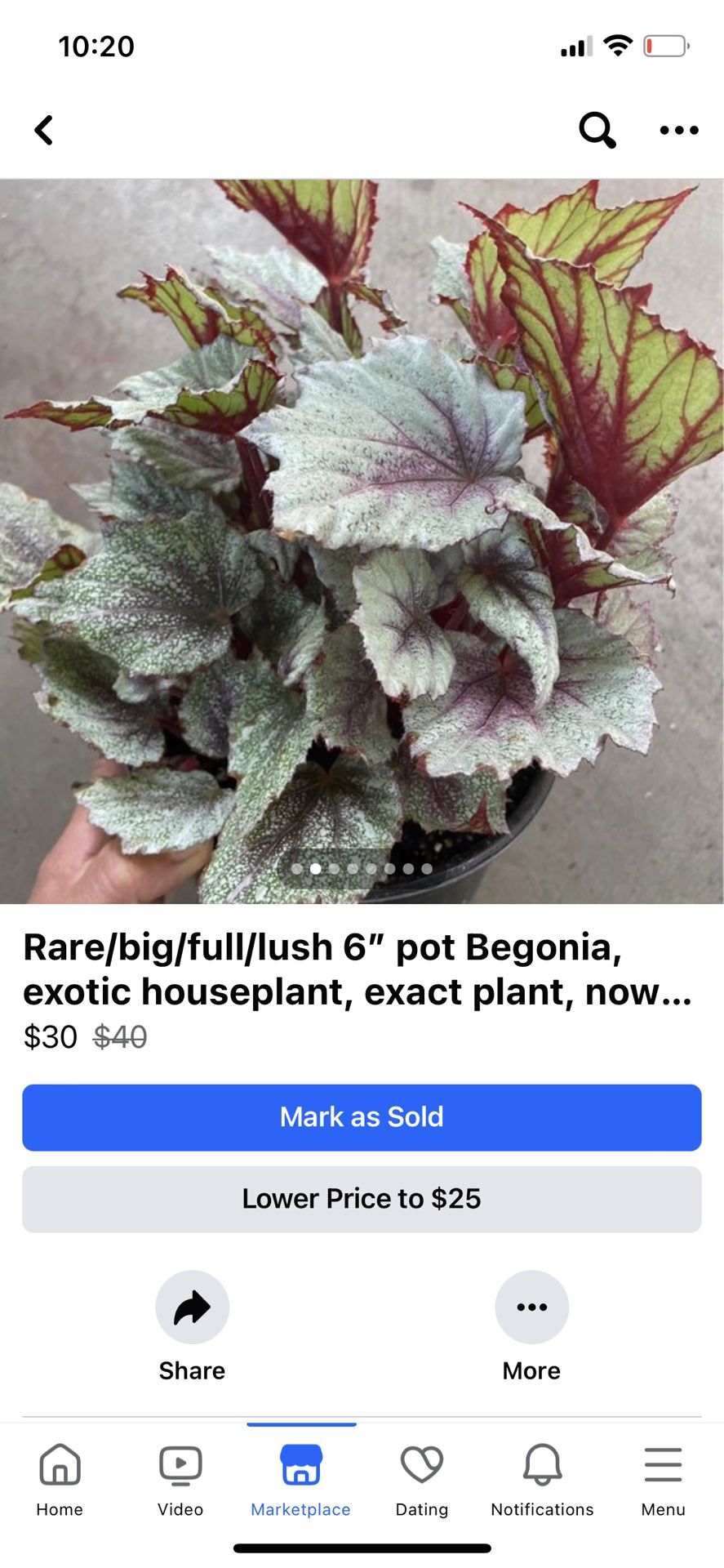 Rare/big/full/lush 6” pot Begonia, exotic houseplant, exact plant, now$30/was$40 Price Firm; 95820